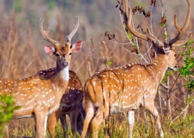 Deers in Bardia National Park